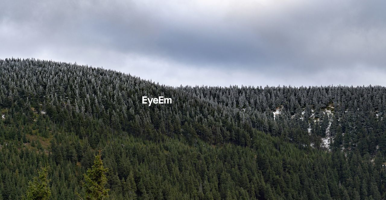 PINE TREES ON LANDSCAPE AGAINST SKY