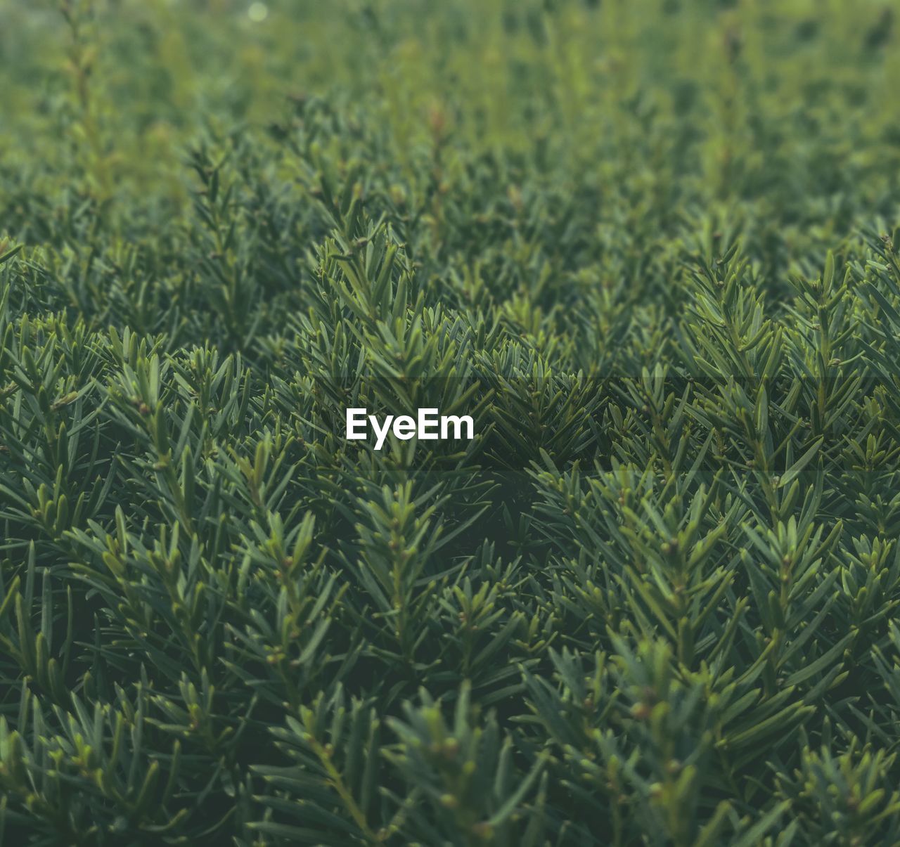 Full frame shot of plants