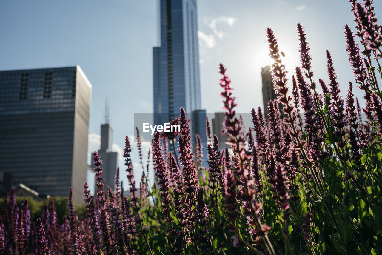 CLOSE-UP OF FLOWERING PLANT AGAINST BUILDINGS