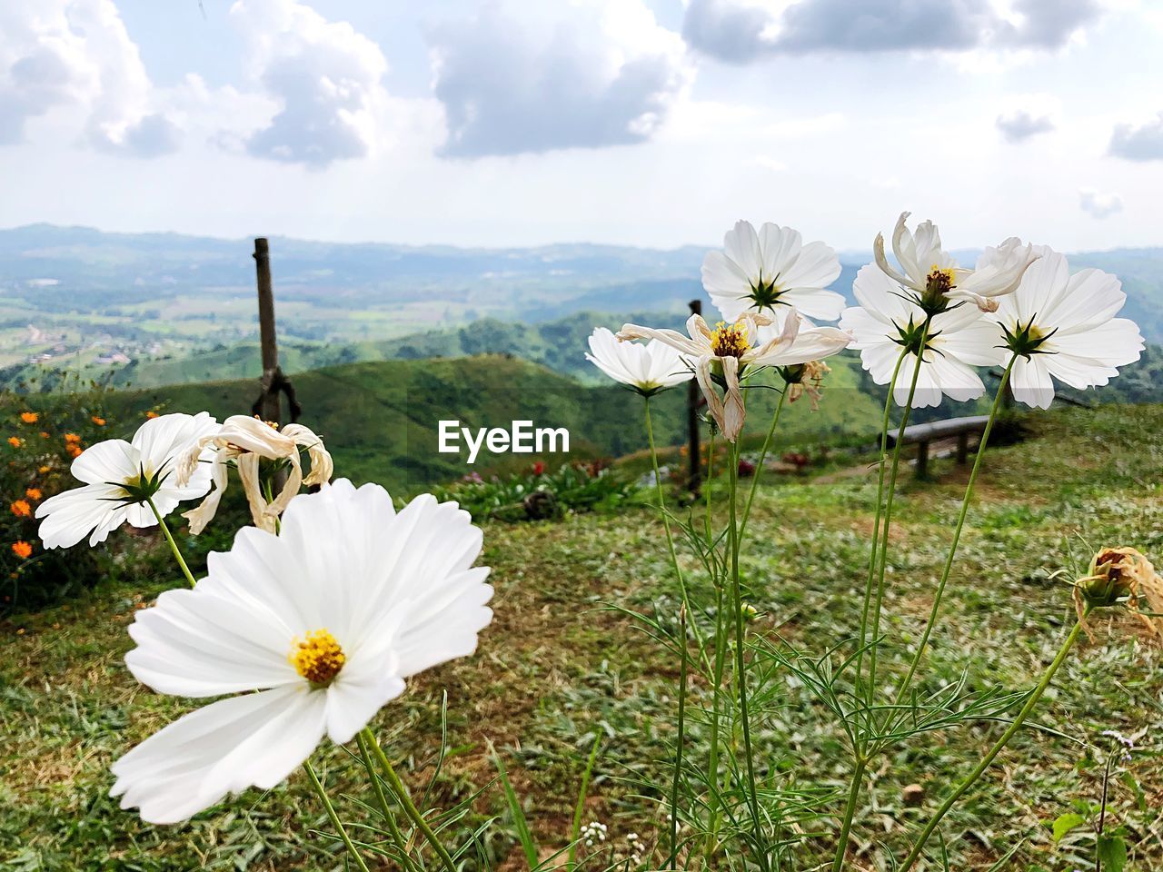 Close-up of white flowering plants on field against sky