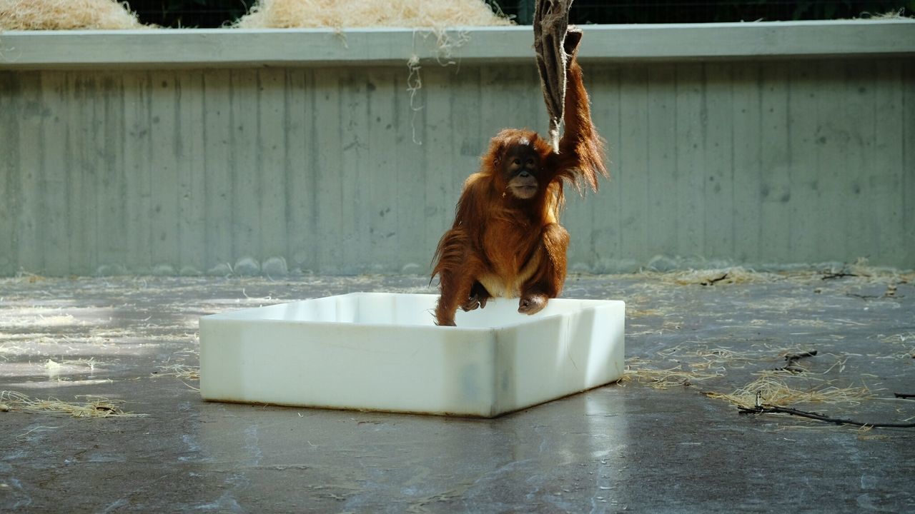Orangutan jumping in container at zoo