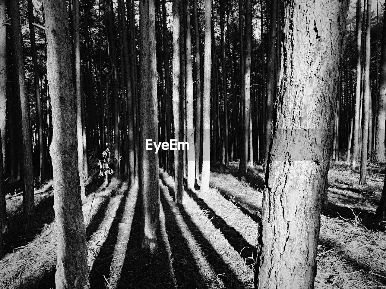 Trees growing on field in forest