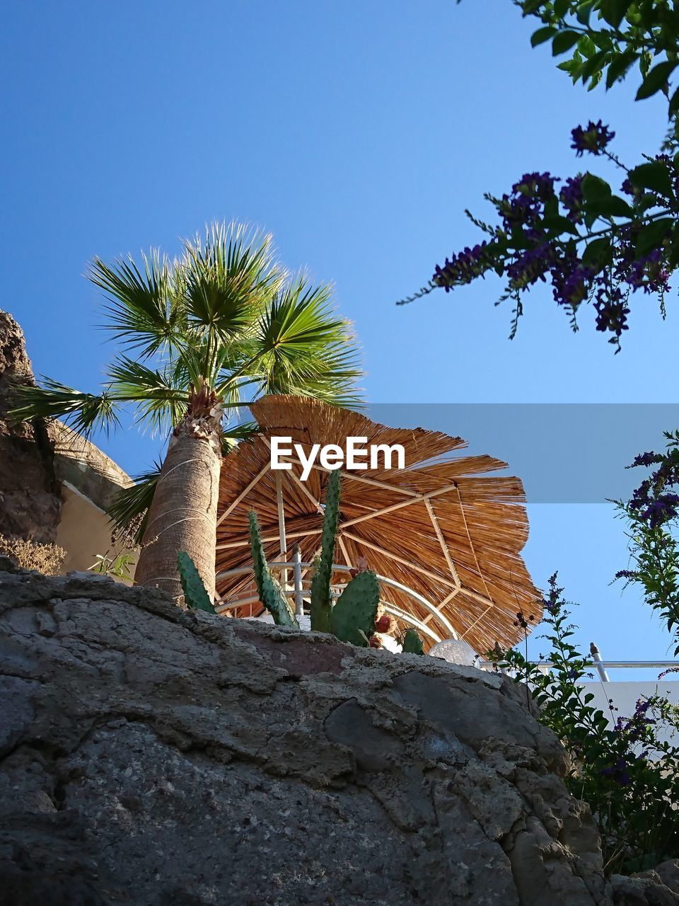 LOW ANGLE VIEW OF TREES AGAINST CLEAR BLUE SKY