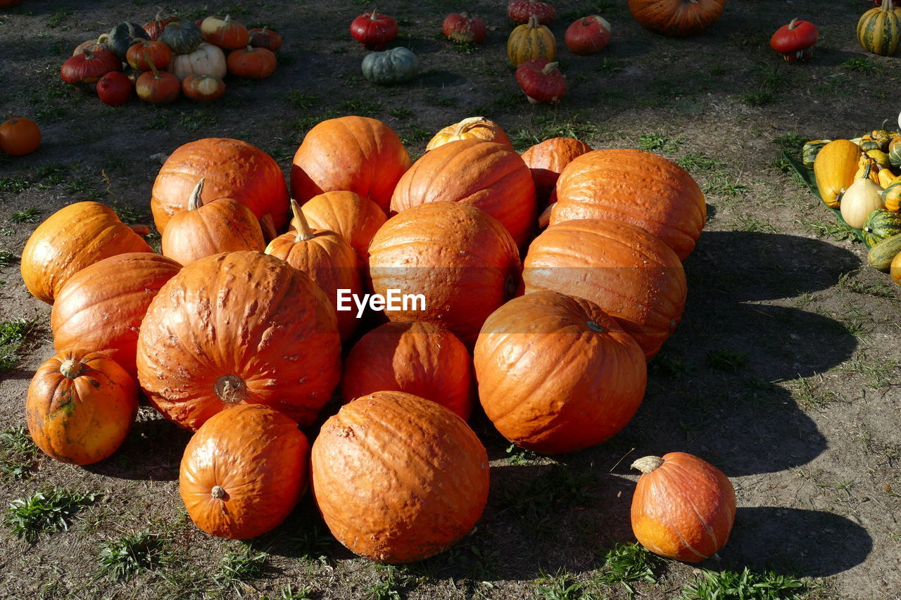 HIGH ANGLE VIEW OF PUMPKINS IN MARKET