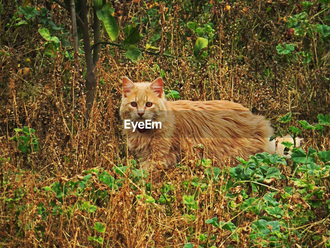 Portrait of cat amidst plants