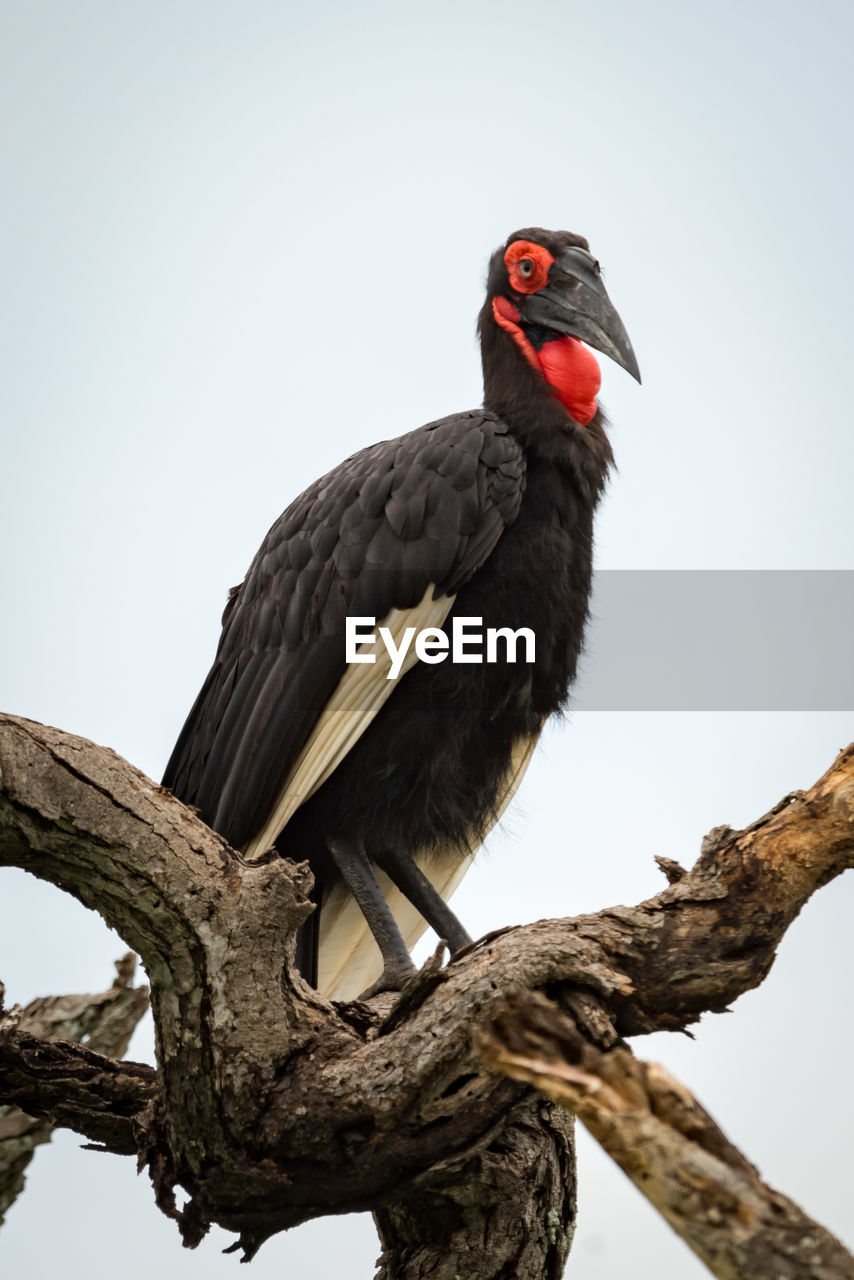Low angle view of bird perching on branch against sky