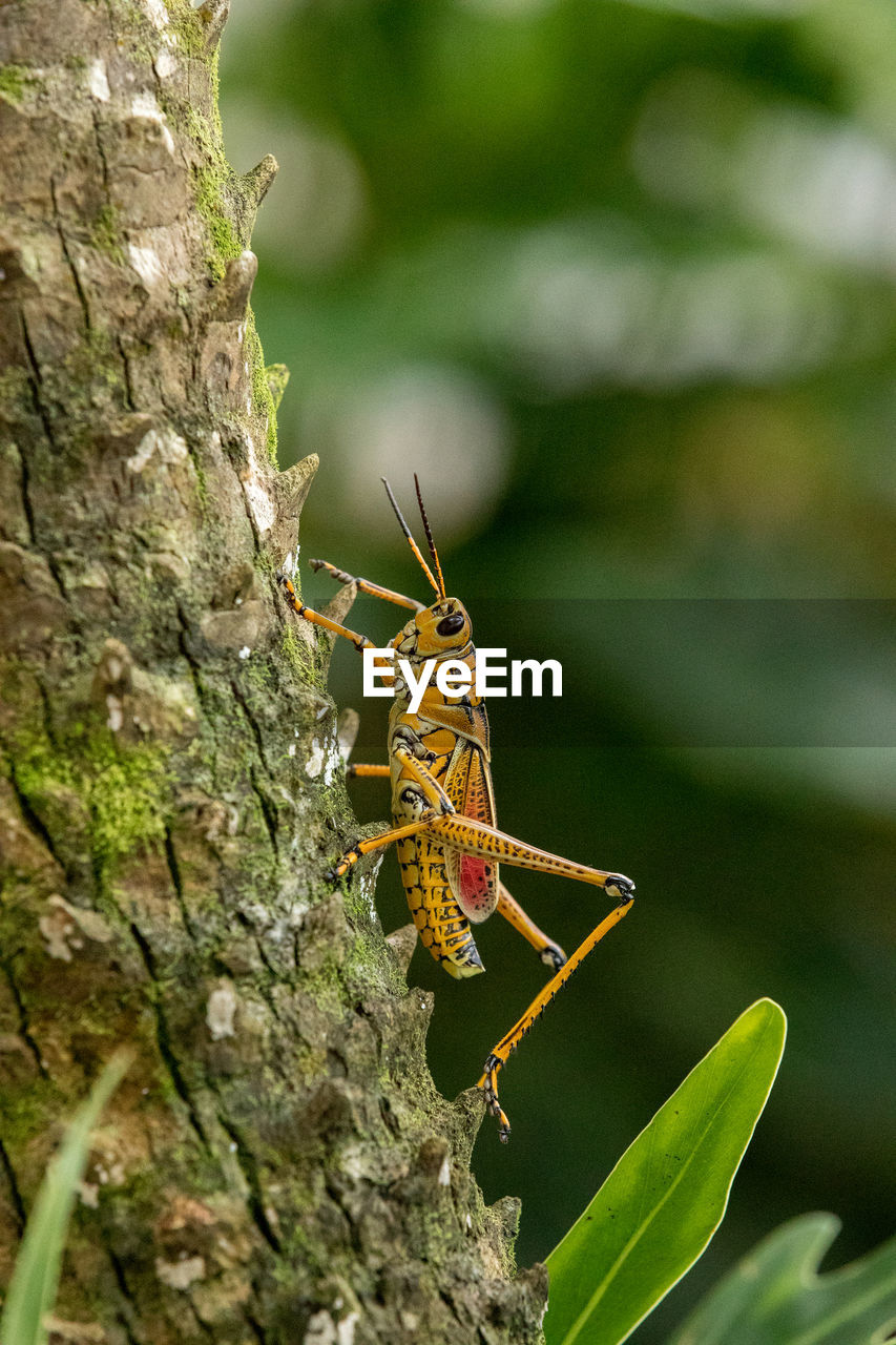 Orange. yellow and red eastern lubber grasshopper romalea microptera also called romalea guttata 