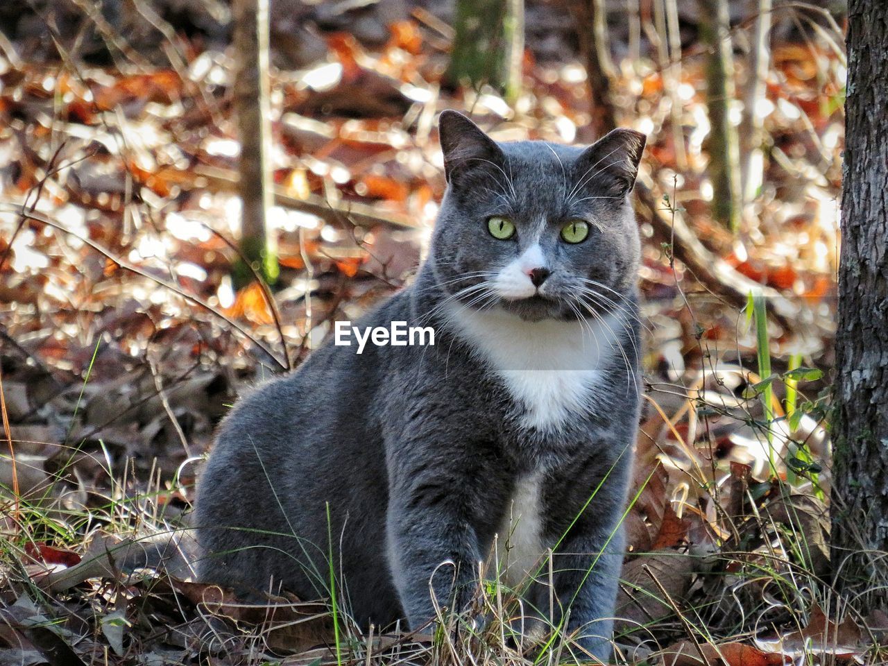 Portrait of cat sitting on field