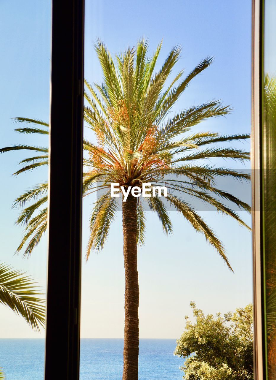 PALM TREES BY SWIMMING POOL AGAINST SEA