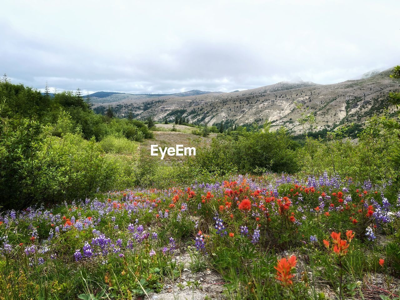 plant, flower, flowering plant, beauty in nature, nature, environment, landscape, wildflower, mountain, sky, meadow, vegetation, cloud, land, natural environment, scenics - nature, wilderness, no people, tree, woodland, grassland, freshness, growth, tranquility, grass, non-urban scene, tranquil scene, field, plateau, outdoors, prairie, day, mountain range, springtime, green, rural area, multi colored, rural scene, forest, travel destinations, idyllic