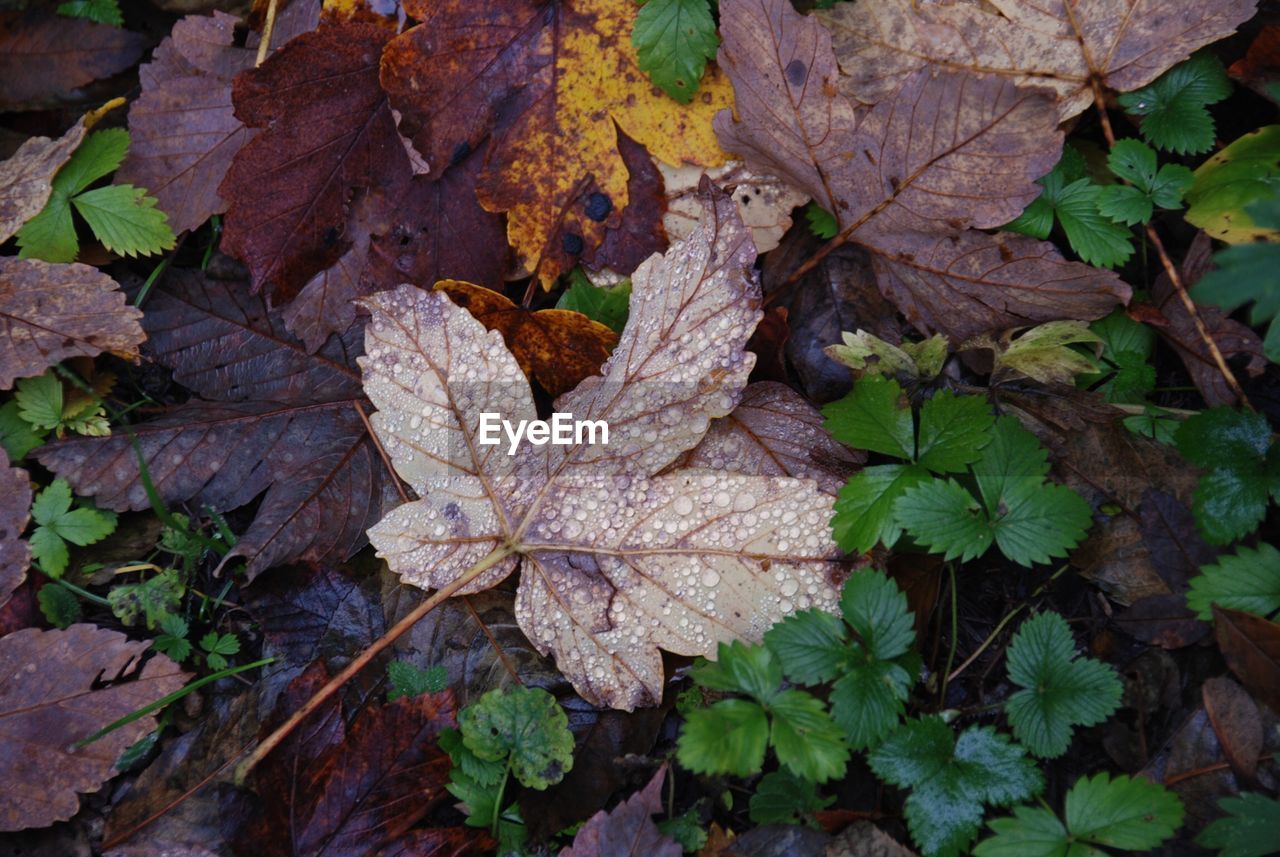 High angle view of wet leaves fallen on field during autumn