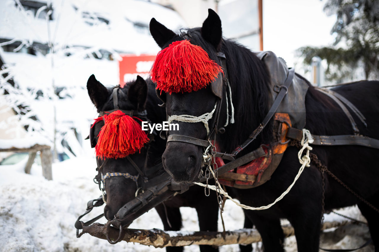 Two horses in the countryside