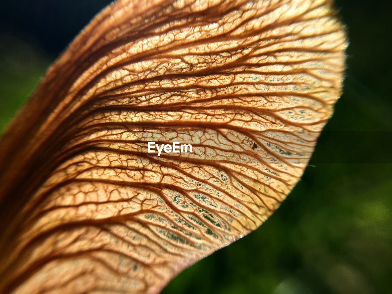 CLOSE-UP OF PLANT AGAINST BLURRED BACKGROUND