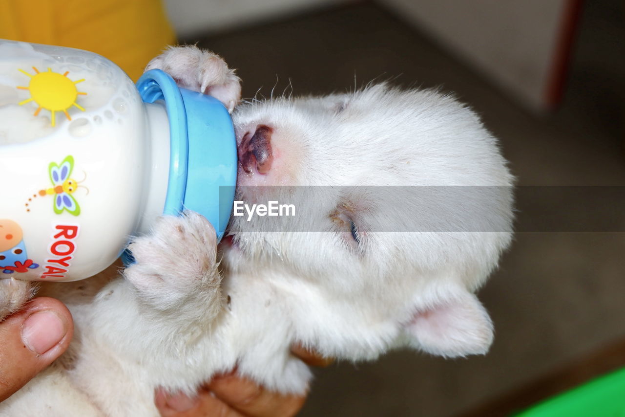 CLOSE-UP OF HAND HOLDING WHITE CAT DRINKING WATER FROM