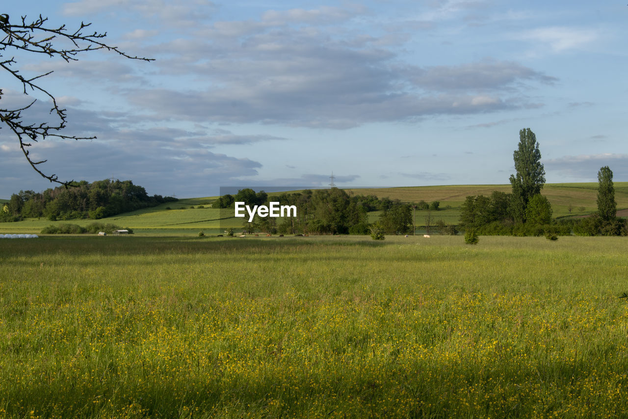 SCENIC VIEW OF FARM FIELD AGAINST SKY