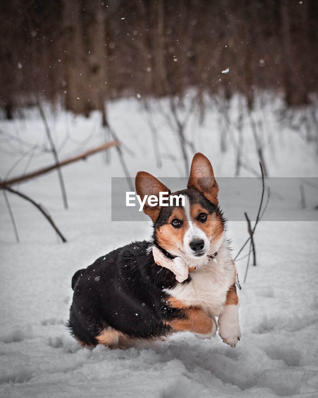 PORTRAIT OF A DOG ON SNOW COVERED LAND