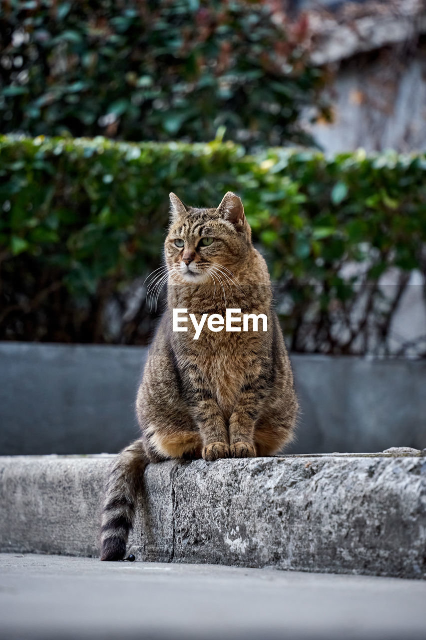 Cat sitting on sidewalk