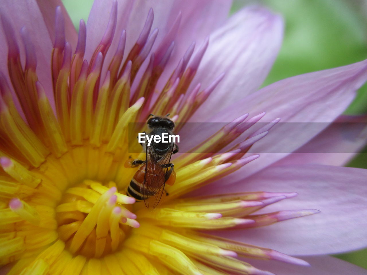 Close-up of bee pollinating on purple flower