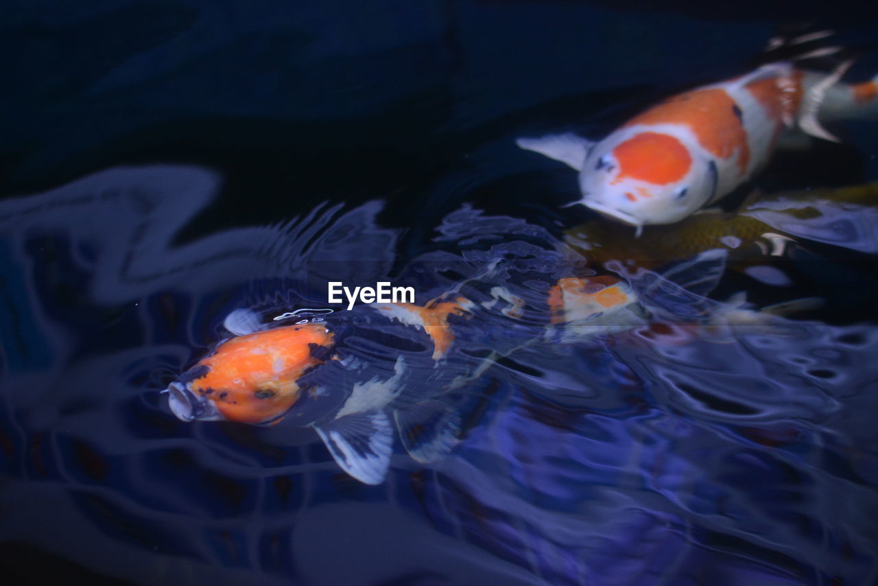 Tricolor koi fish swimming in pond on dark background.