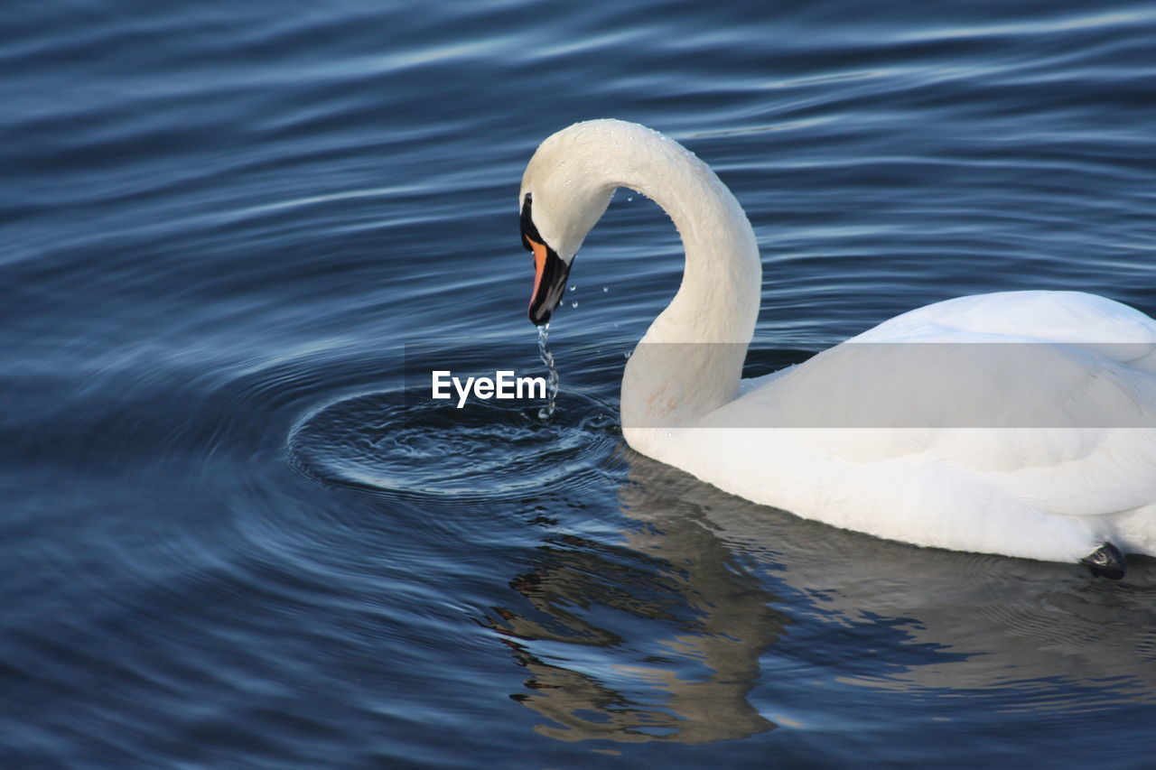 Close-up of swan swimming in lake