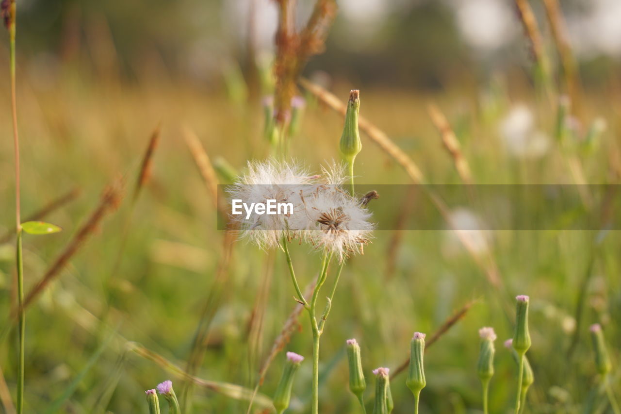 CLOSE-UP OF WHITE DANDELION FLOWER ON FIELD