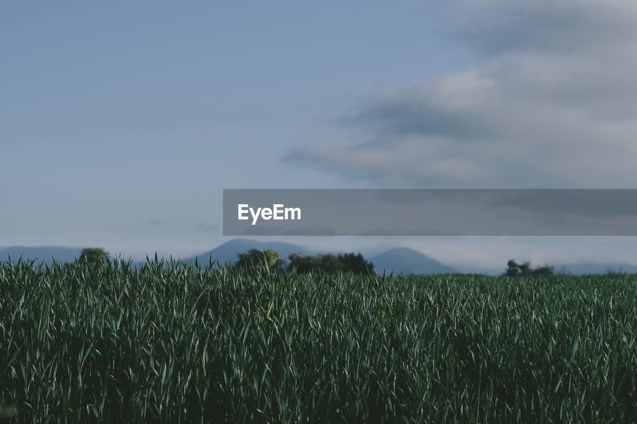 Scenic view of wheat field against sky