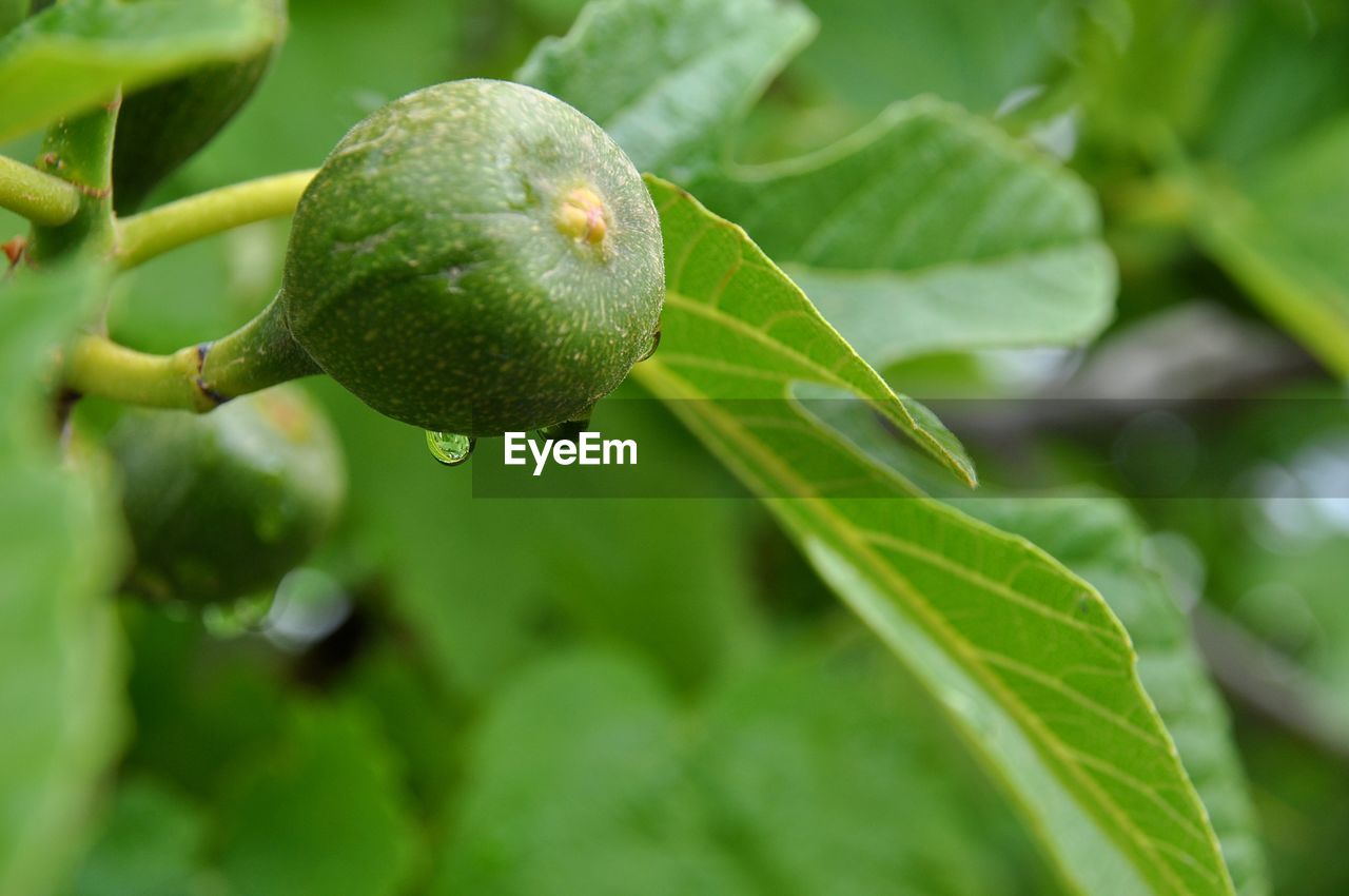 Close-up of plant