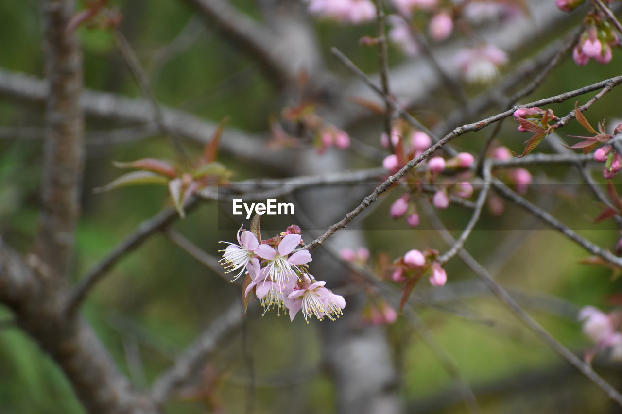 CLOSE-UP OF PINK CHERRY BLOSSOM