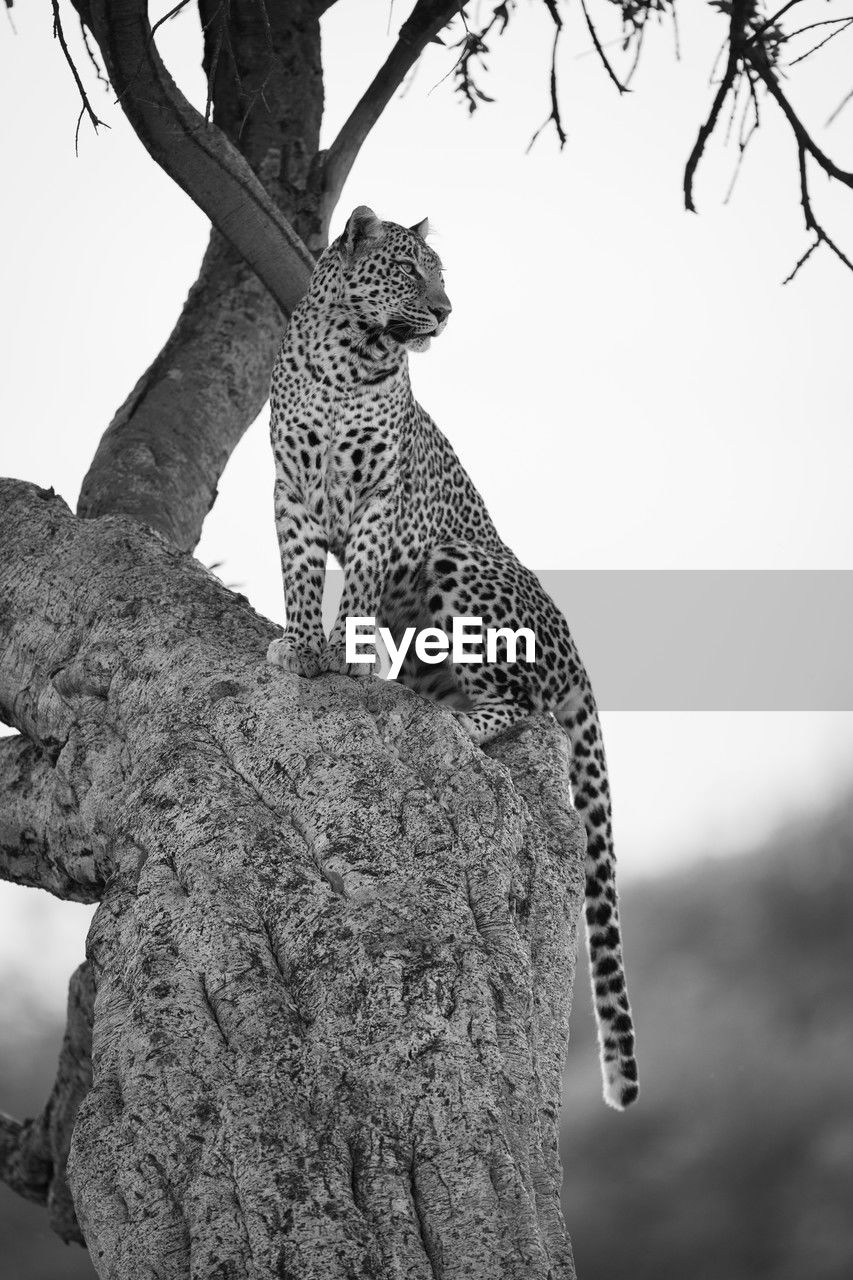 tree, black and white, animal, animal themes, mammal, animal wildlife, feline, wildlife, plant, big cat, cat, monochrome photography, leopard, monochrome, nature, branch, tree trunk, trunk, one animal, no people, safari, spotted, outdoors, felidae, low angle view, day, sky, carnivora, beauty in nature, tourism, carnivore
