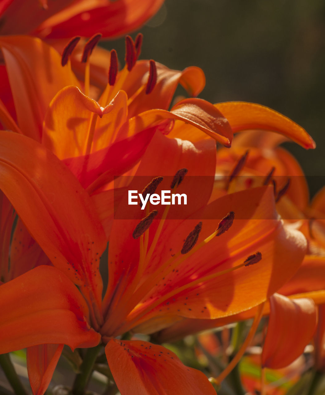 CLOSE-UP OF ORANGE DAY LILY FLOWERS BLOOMING OUTDOORS