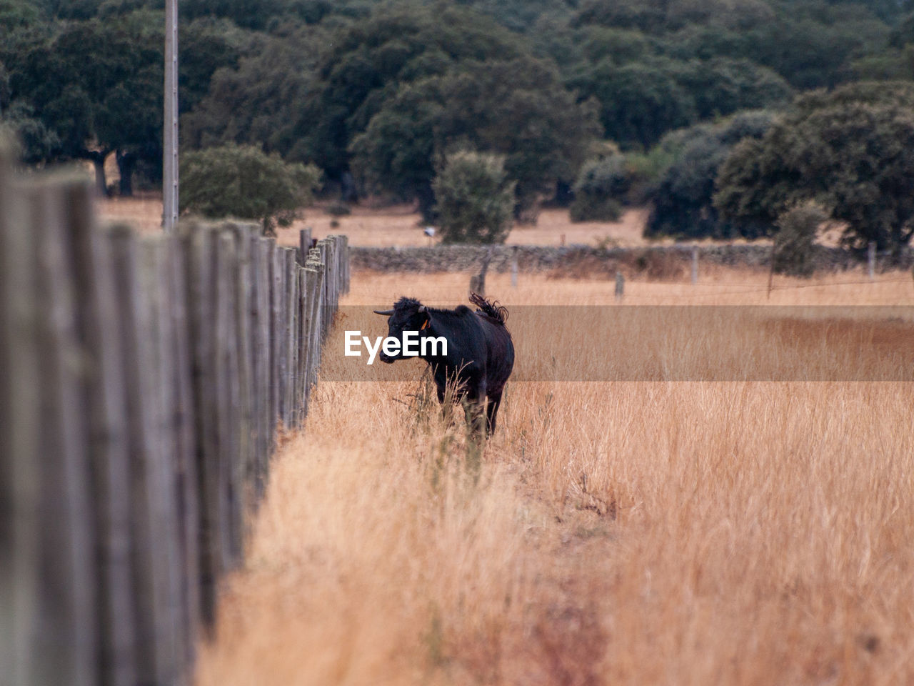 HORSE IN A FIELD