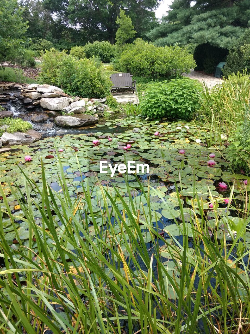 WATER LILIES IN GRASS