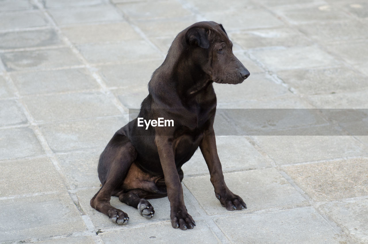 DOG SITTING ON FLOOR