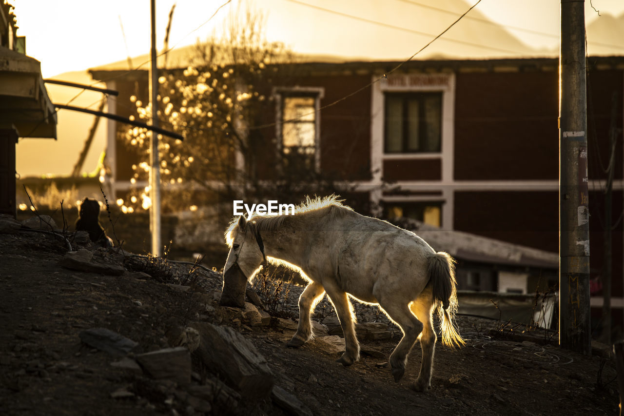 Side view of white horse grazing on sandy pasture at sunset in countryside in nepal