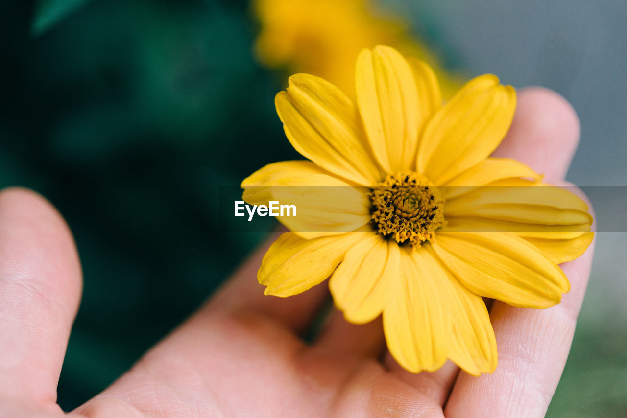 Close-up of hand holding dahlia