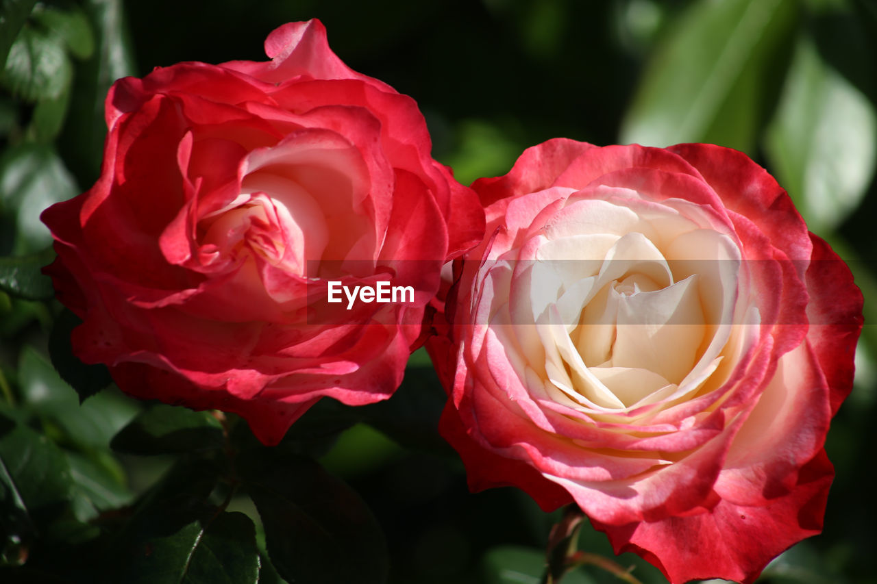 CLOSE-UP OF ROSES BLOOMING OUTDOORS