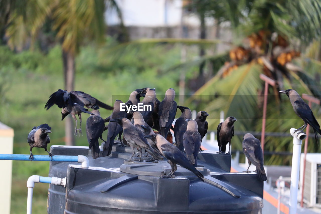 VIEW OF PIGEONS ON PLANTS