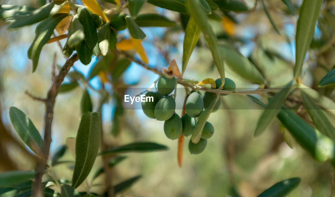 Close-up of mangoes growing on tree