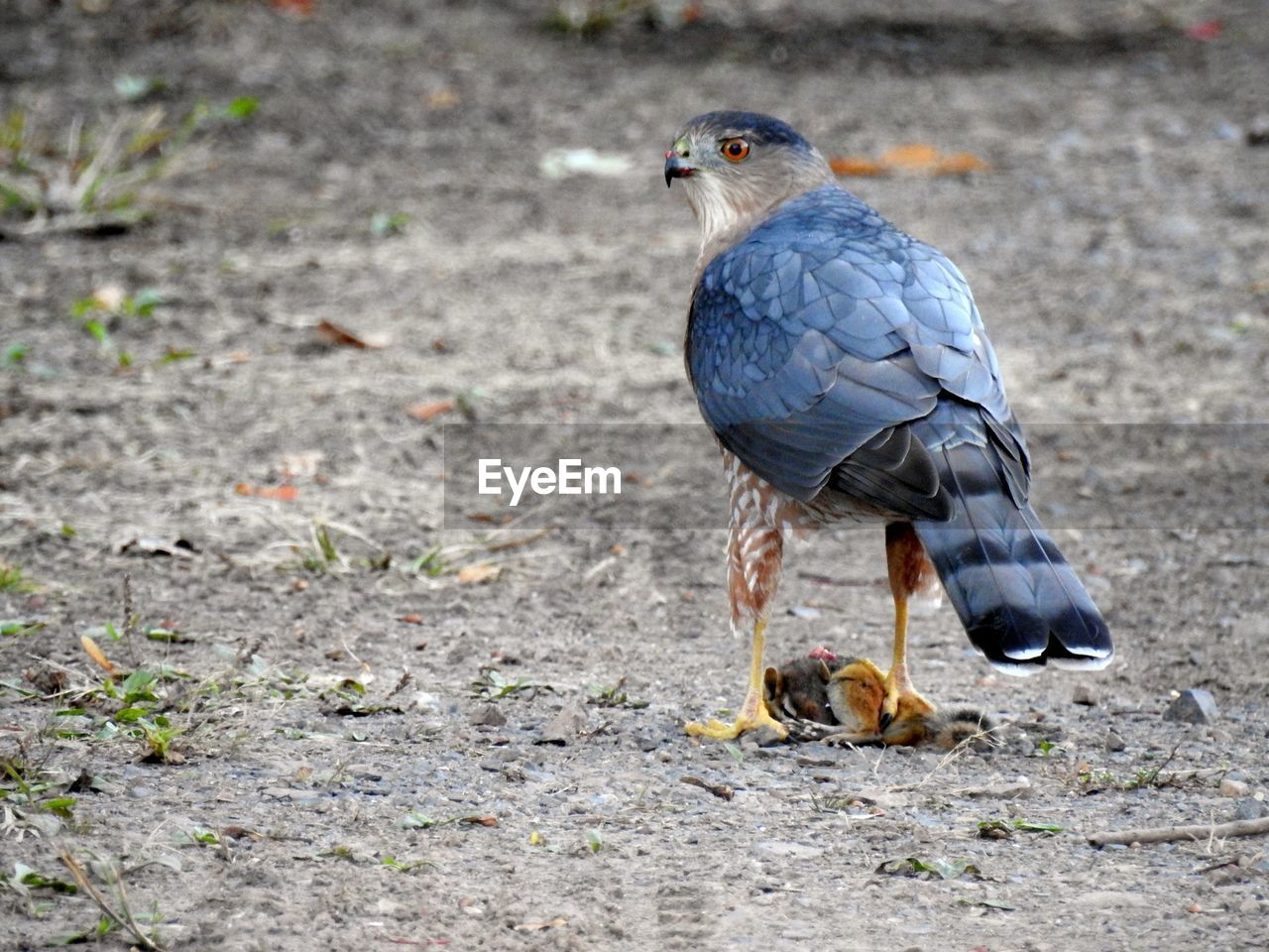 CLOSE-UP OF BIRD PERCHING ON STONE