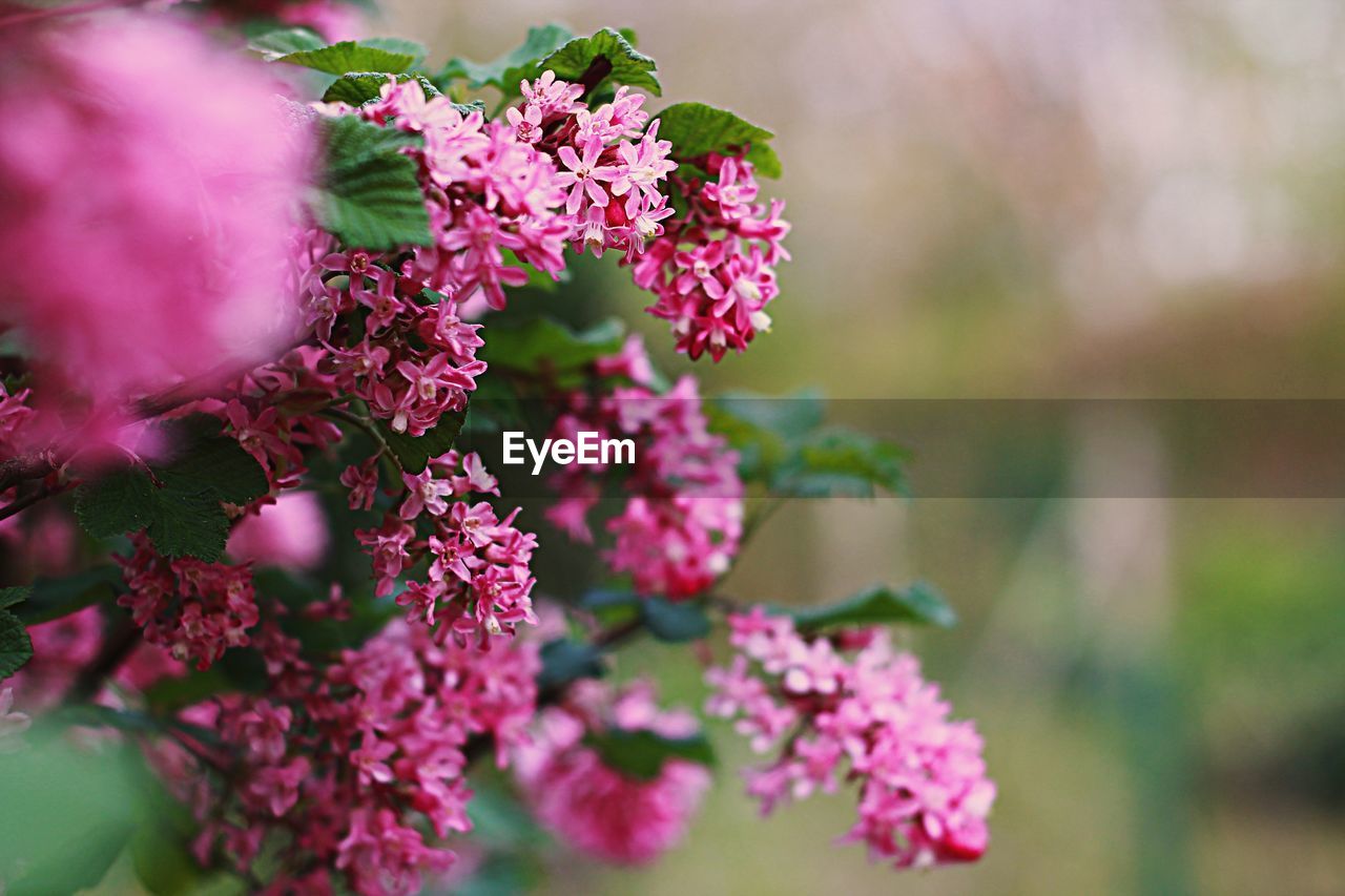 PINK FLOWERS BLOOMING OUTDOORS