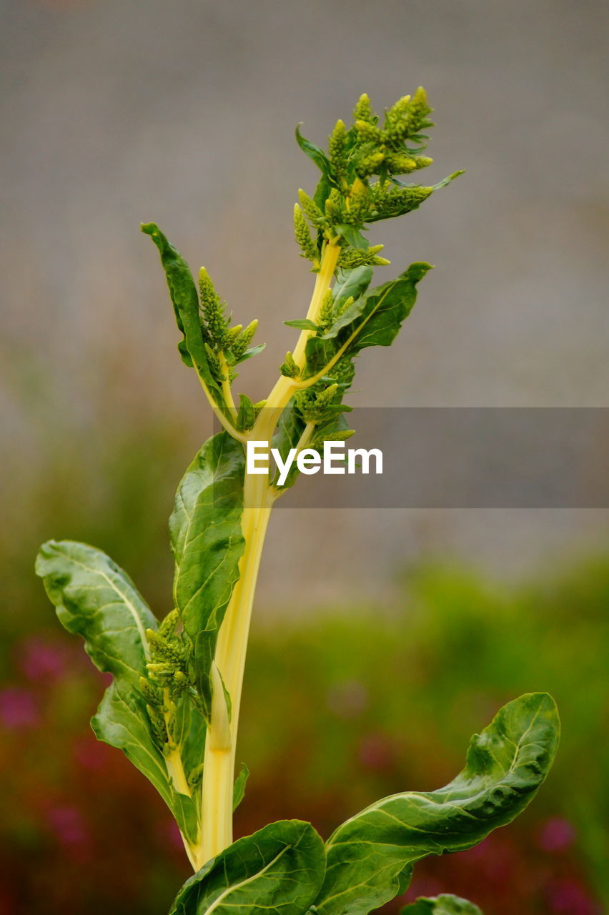 CLOSE-UP OF FRESH GREEN PLANT WITH RED FLOWER