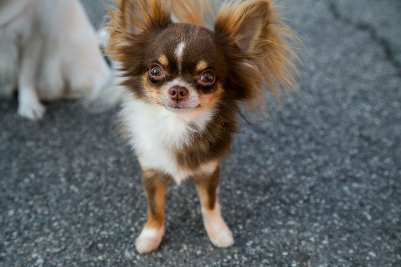 High angle portrait of dog standing on road