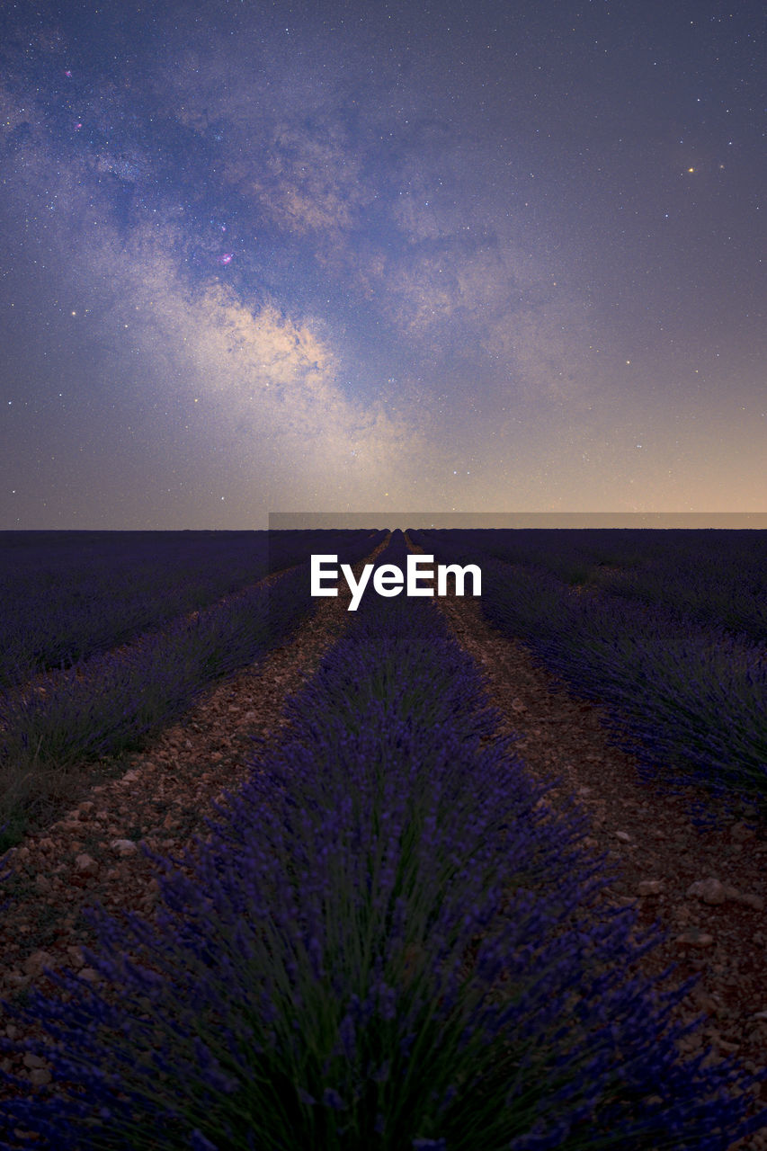 Starry night in the lavender fields