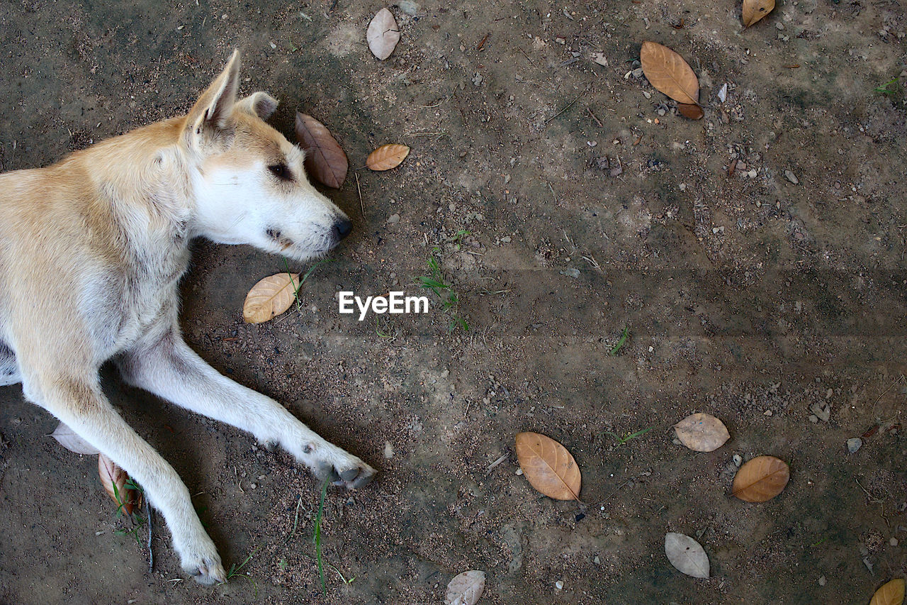 HIGH ANGLE VIEW OF DOG RESTING ON LAND