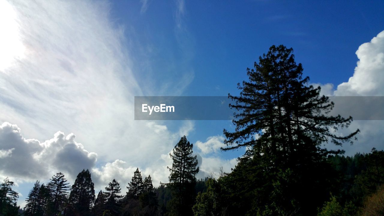 LOW ANGLE VIEW OF TREES IN FOREST