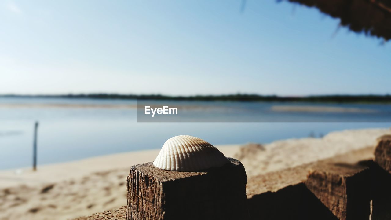 Close-up of shell against calm sea