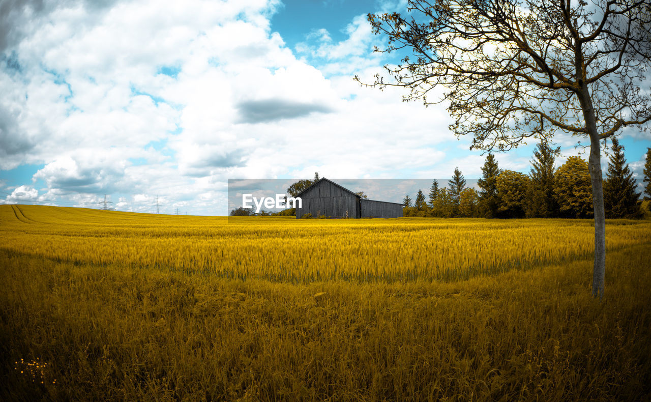 Scenic view of agricultural field against sky