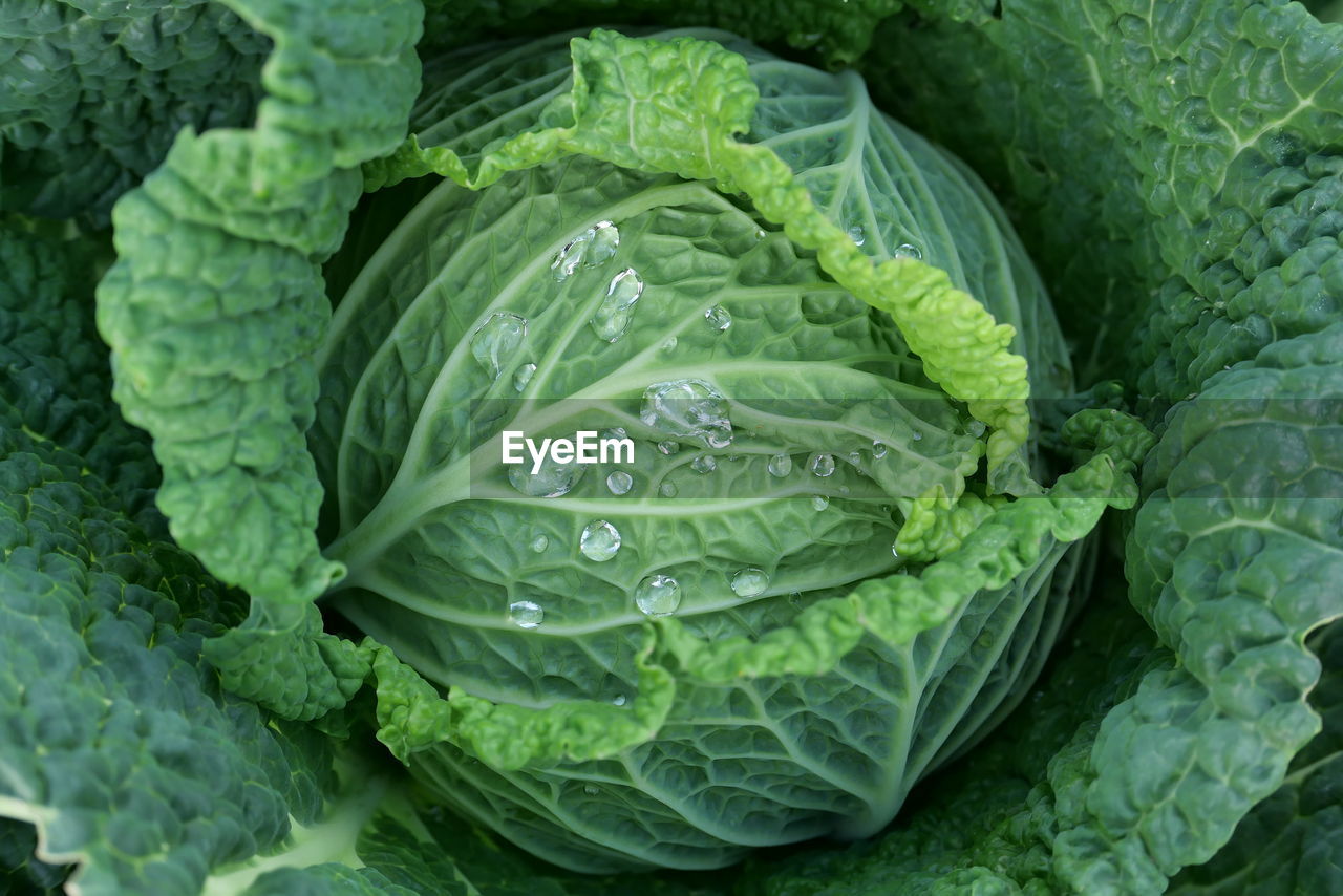 Full frame shot of cabbage with melted frost on leaves