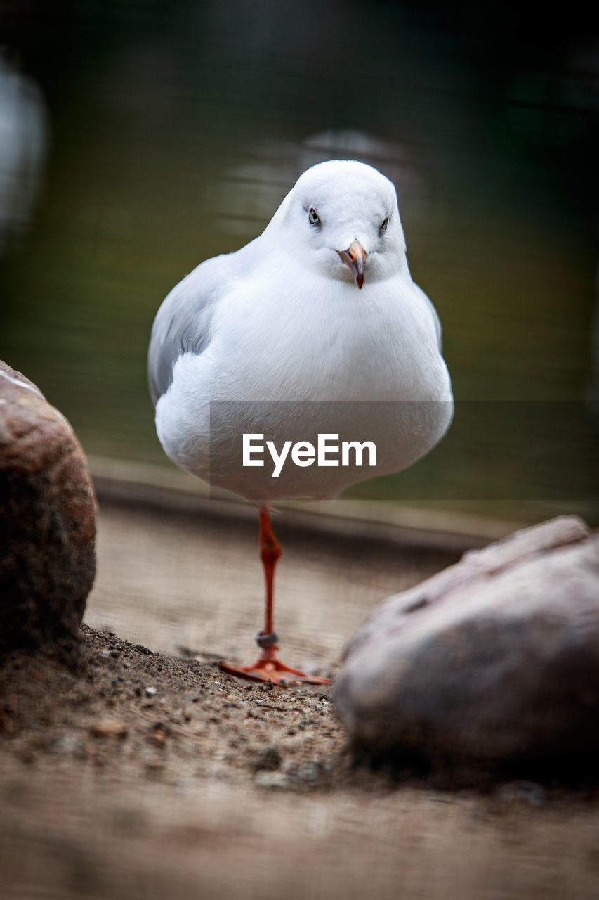 CLOSE-UP OF SWAN PERCHING OUTDOORS