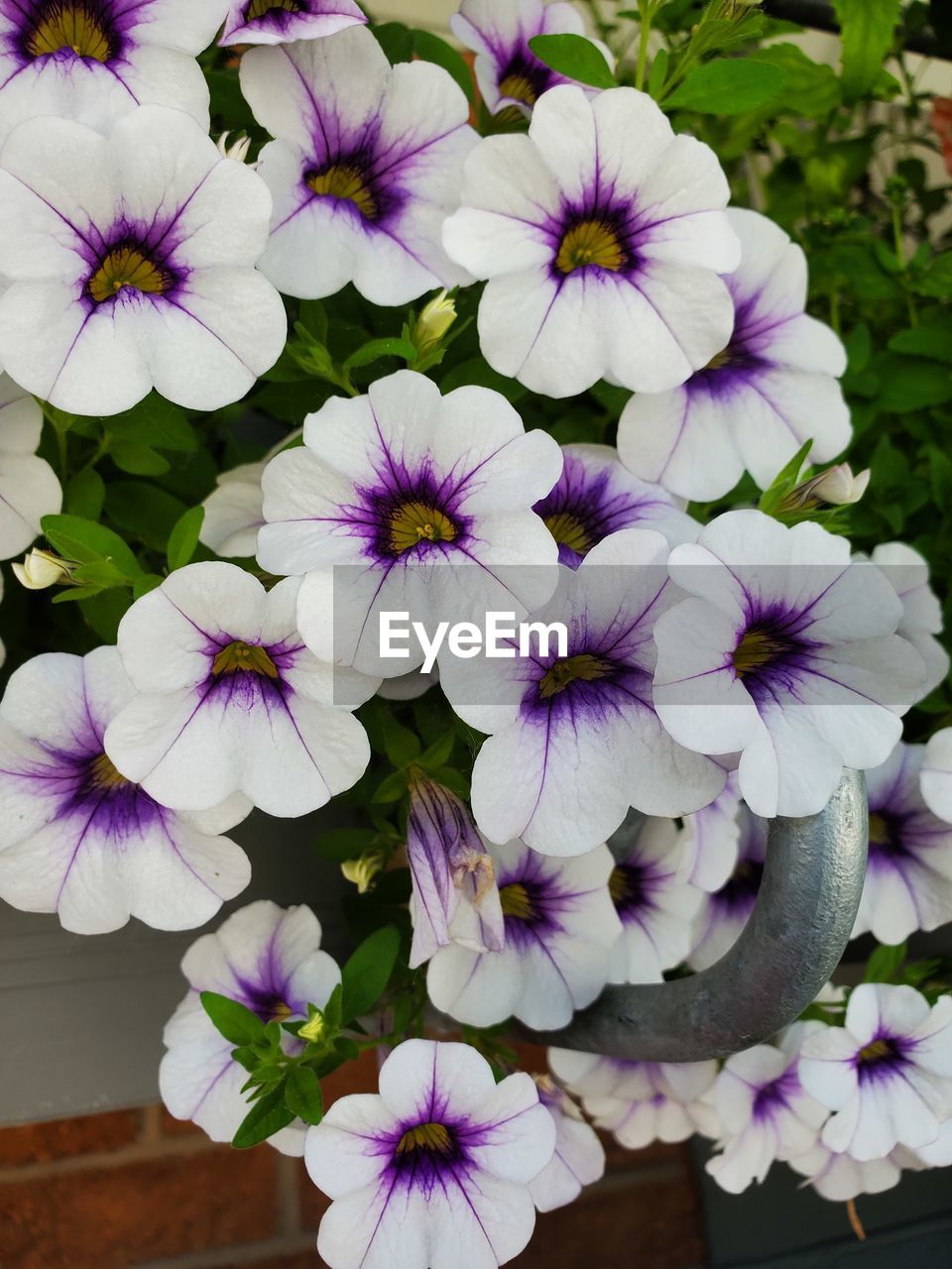 flower, flowering plant, plant, freshness, beauty in nature, fragility, petal, purple, close-up, flower head, inflorescence, growth, nature, pansy, no people, white, day, botany, springtime, high angle view, outdoors, blossom, focus on foreground, pollen